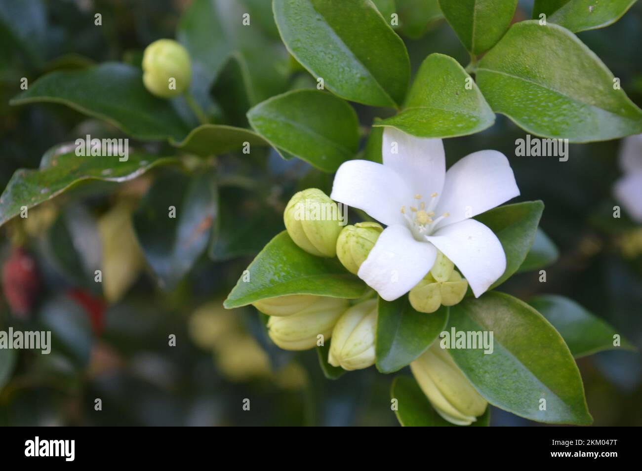 Sweetly scented white flowers of star jasmine or false jasmine climbing