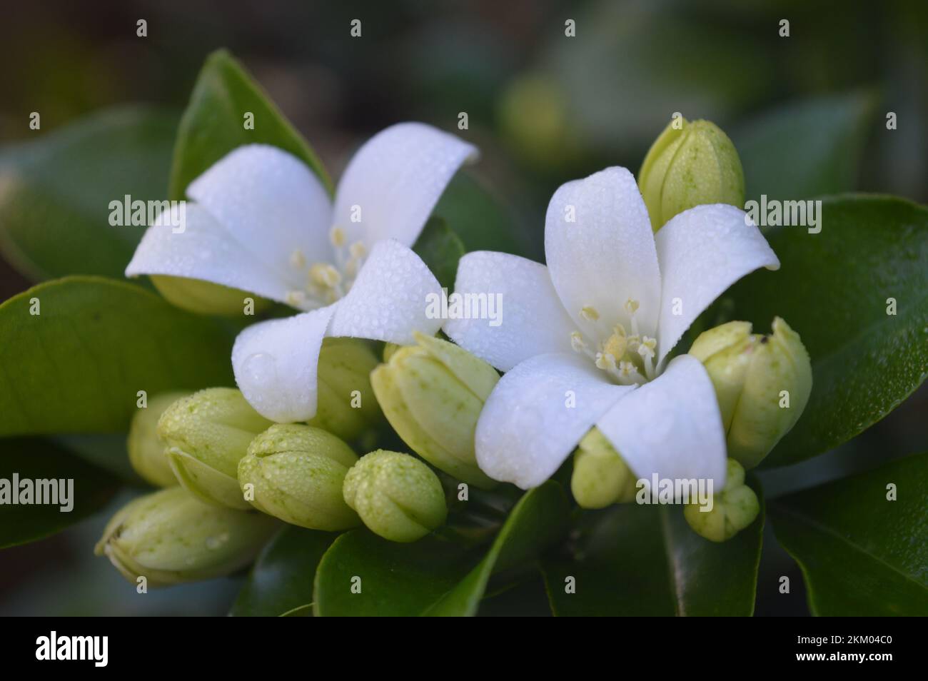 Sweetly scented white flowers of star jasmine or false jasmine climbing vine (Trachelospermum jasminoides , Confederate jasmine, Southern jasmine) Stock Photo