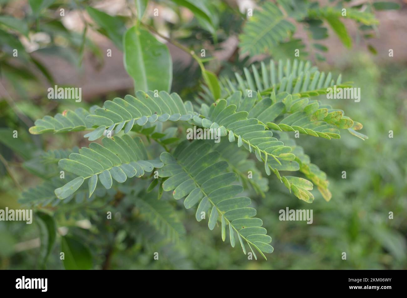 Tamarind leaves. Stock Photo