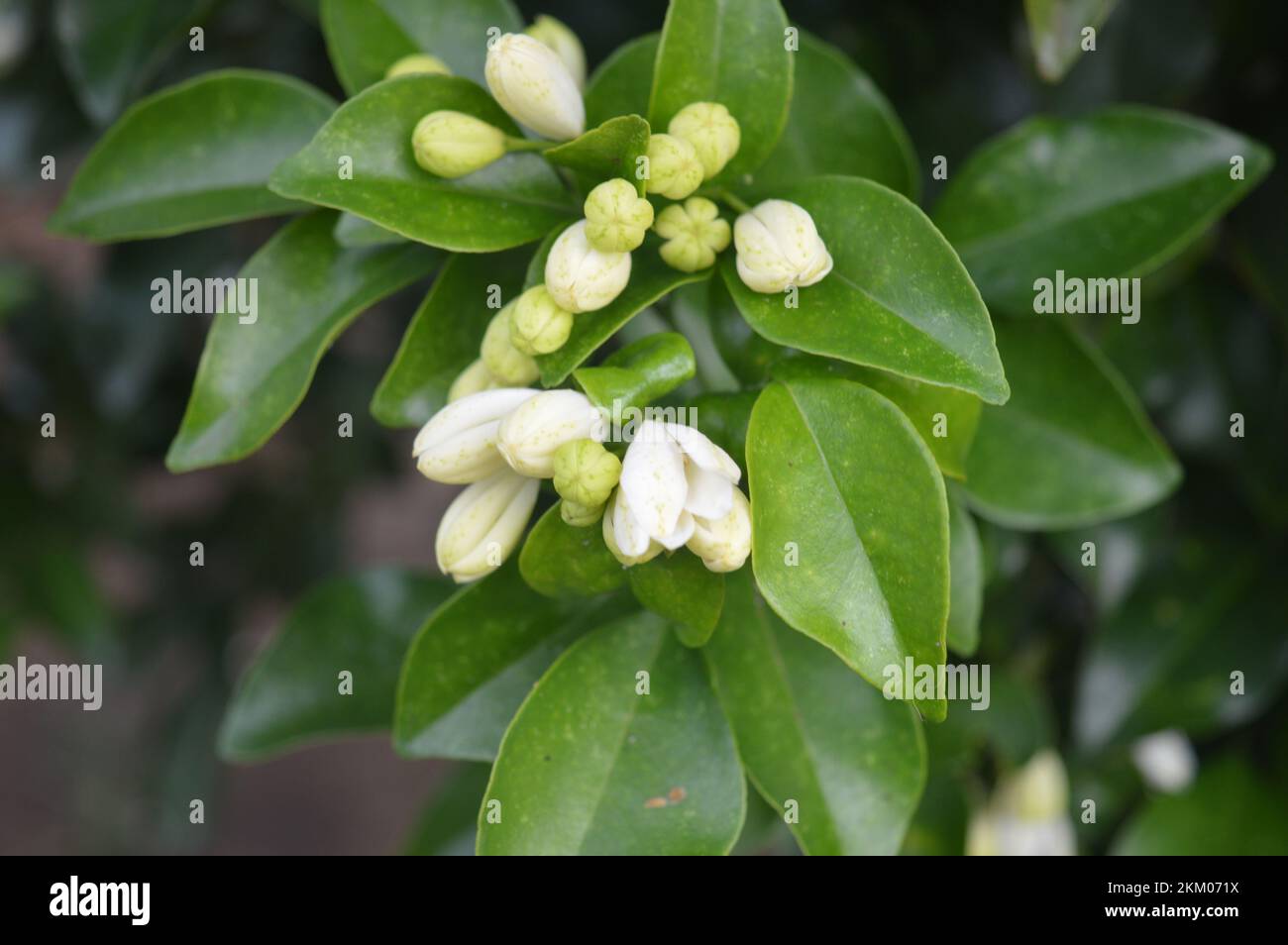 White flowers of jasmine tree. Stock Photo