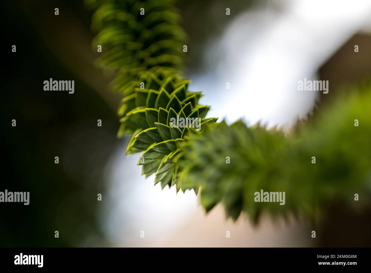 Living fossils. Green thorny leaves of araucaria araucana or monkey tail tree with sharp needle-like leaves and spikes of exotic plant. Stock Photo