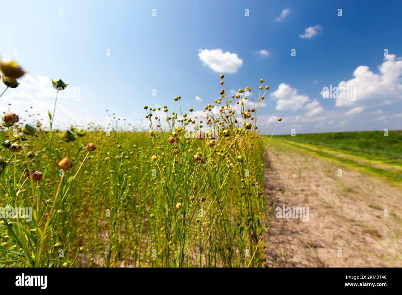 growing a flax crop to harvest seeds and straw for fabric making, an