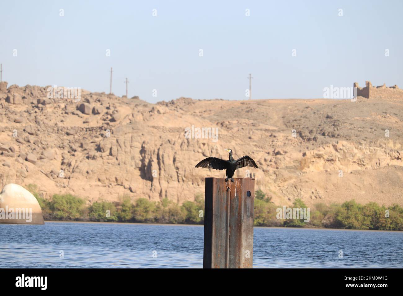 Great cormorant birds (Phalacrocorax carbo) at river nile in Aswan Stock Photo