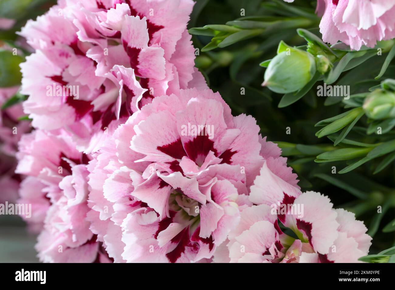 beautiful flower of decorative carnation, a small bouquet of beautiful carnation flowers in the