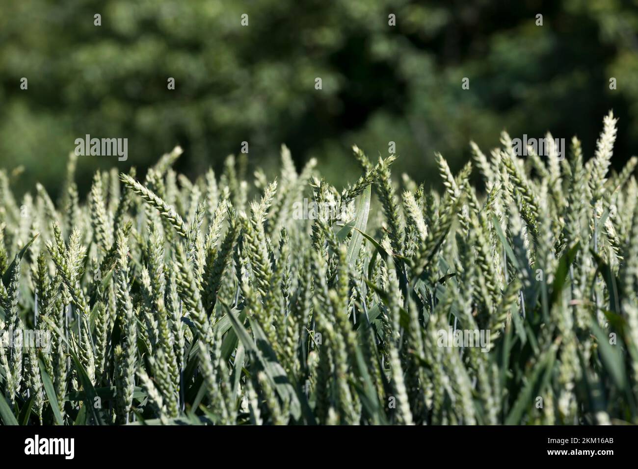 green rye in an agricultural field in the summer, farming for growing ...