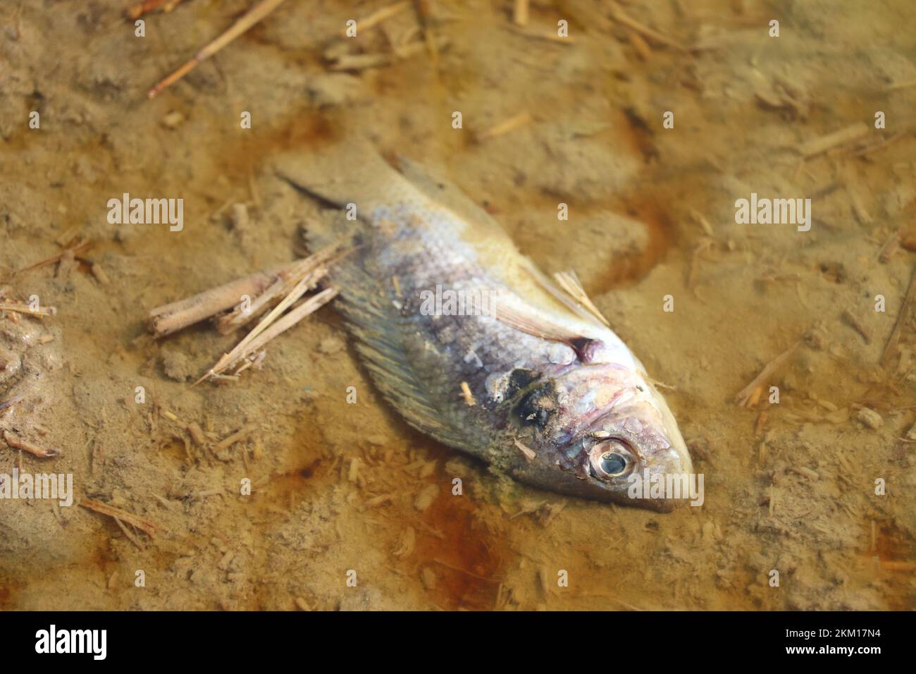 Dead fish nile tilapia hires stock photography and images Alamy