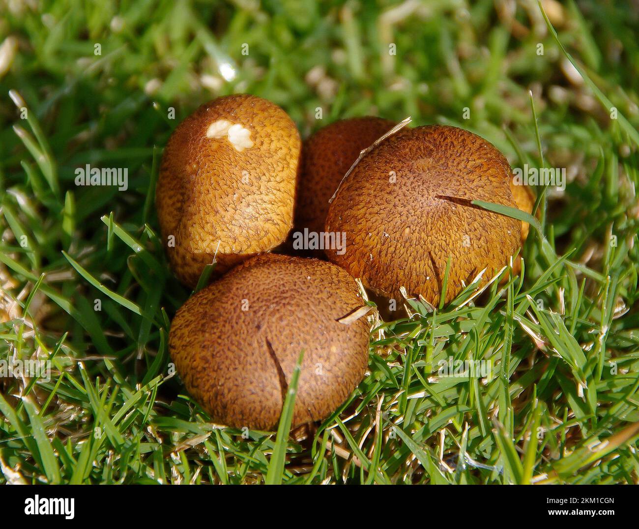 brown mushrooms in my garden
