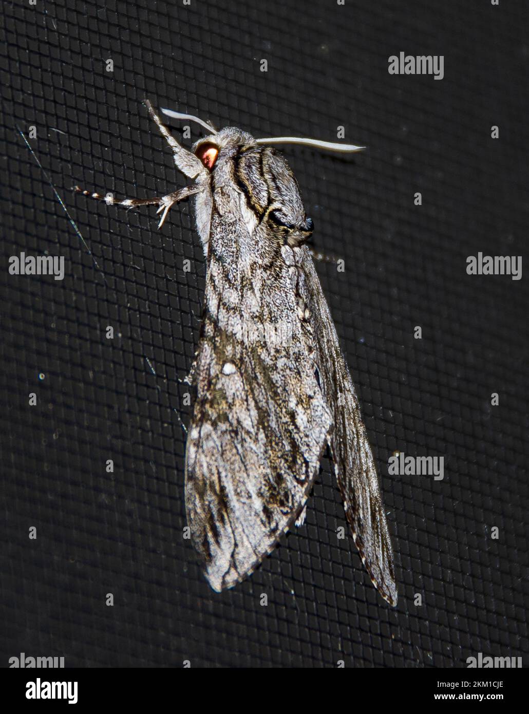 Australian Privet Hawk Moth, pologramma menophron, resting on black