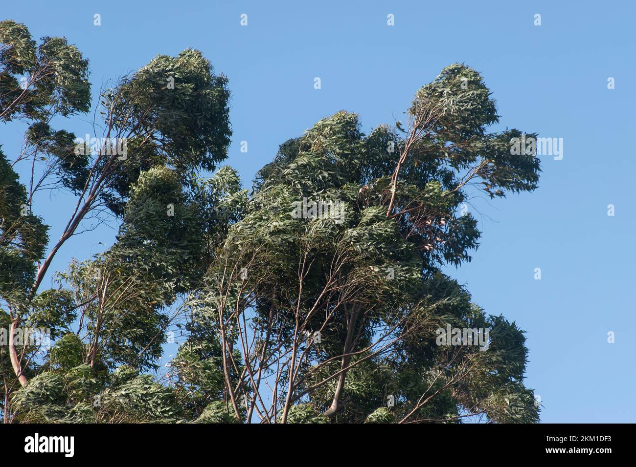 Tops of Eucalyptus grandis (gum) trees bending sideways in high wind. Subtropical rainforest, Queenslans, Australia. Blue sky, spring weather. Stock Photo