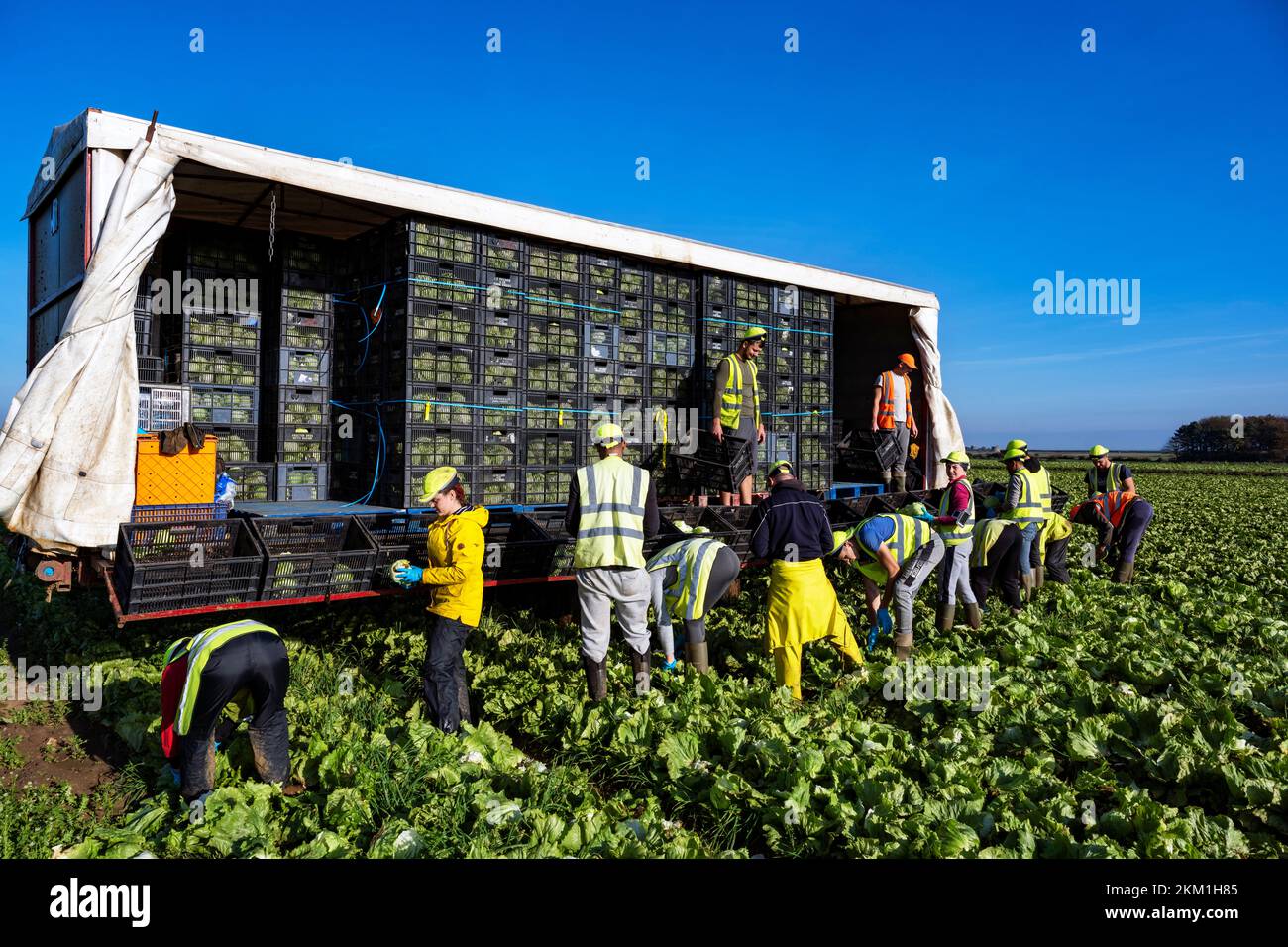 Ukrainian and Eastern European migrant workers harvesting lettuces Bawdsey Suffolk UK Stock Photo