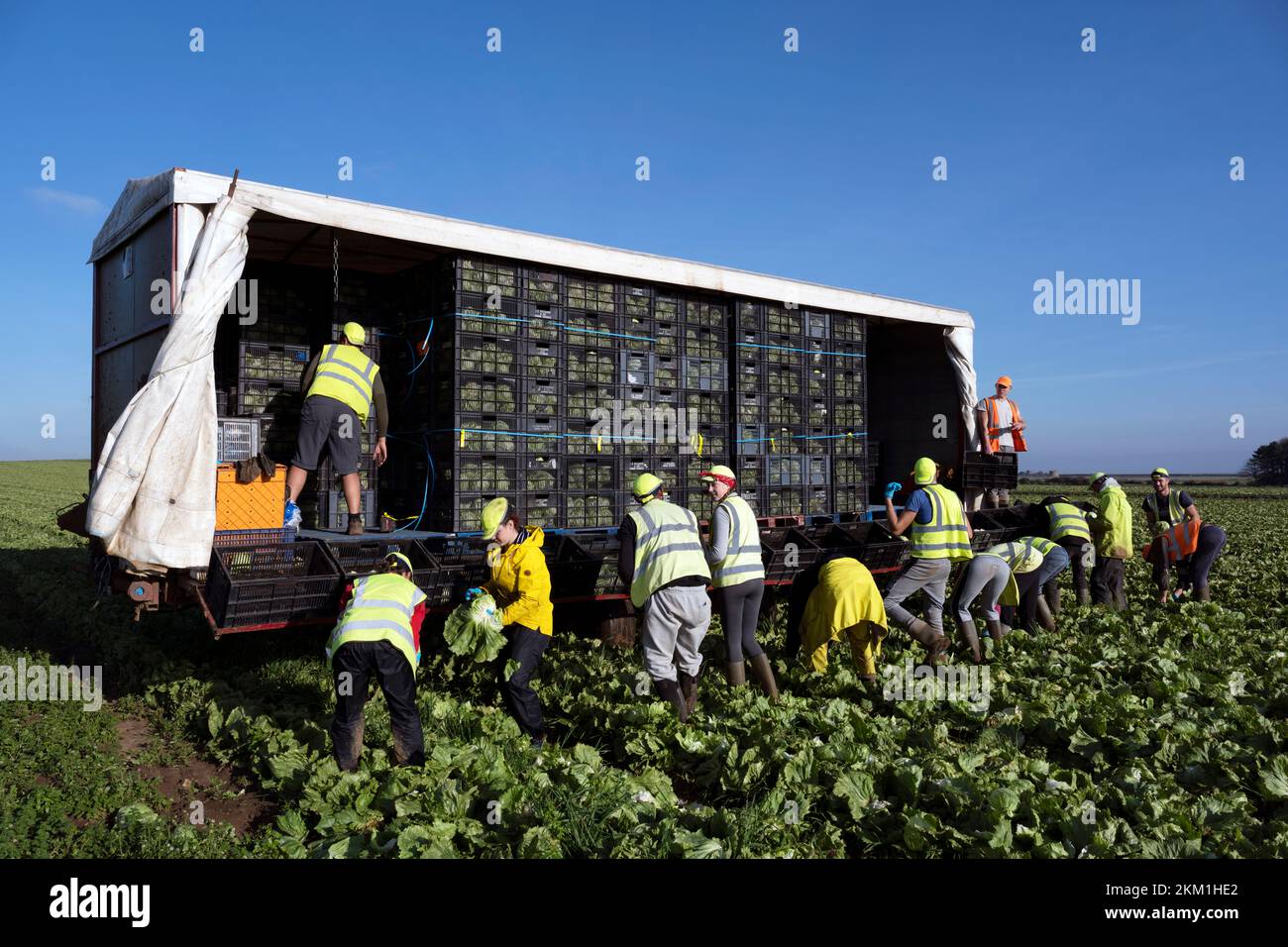 Ukrainian and Eastern European migrant workers harvesting lettuces Bawdsey Suffolk UK Stock Photo