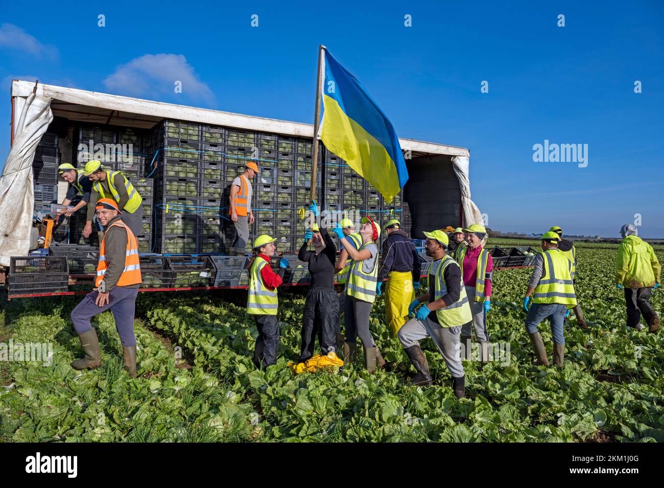 Ukrainian and Eastern European migrant workers harvesting lettuces Bawdsey Suffolk UK Stock Photo