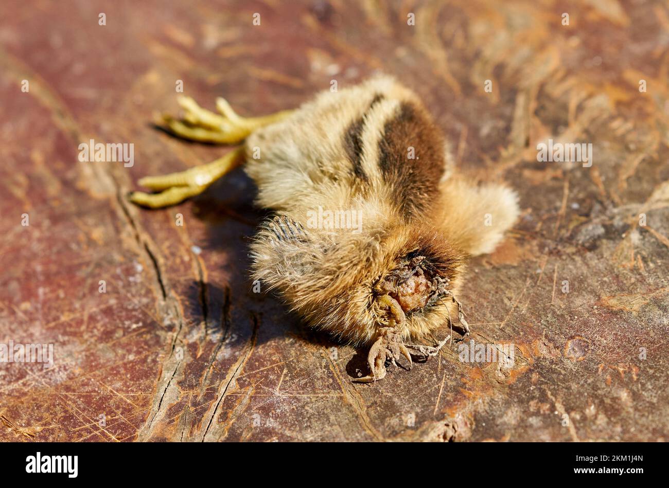 A baby headless chicken on a free range farm, experienced a strange death. Stock Photo