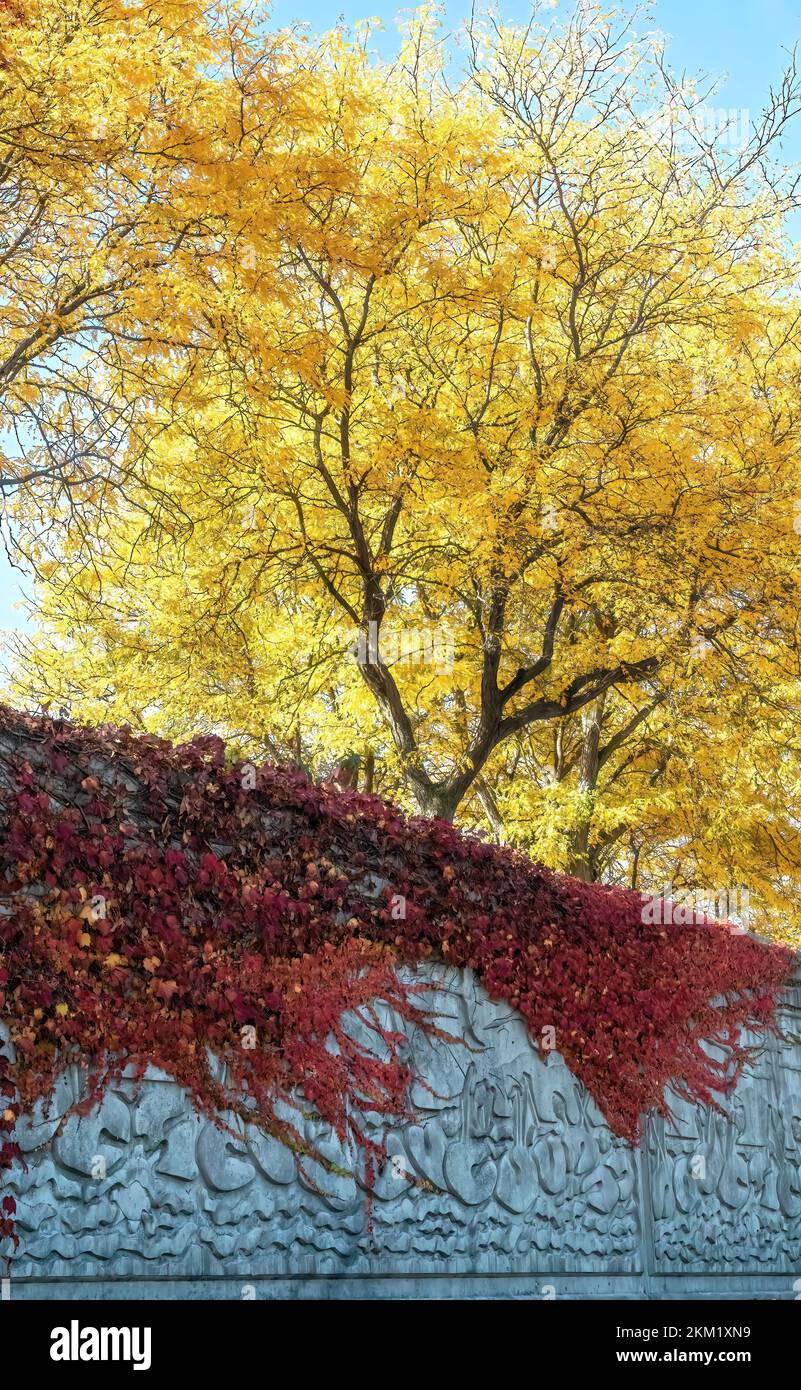 Colorful red vine on the sculpted stone wall of the levee with beautiful yellow autumn leaves on the trees behind, at Levee Park in Winona, Minn. USA. Stock Photo