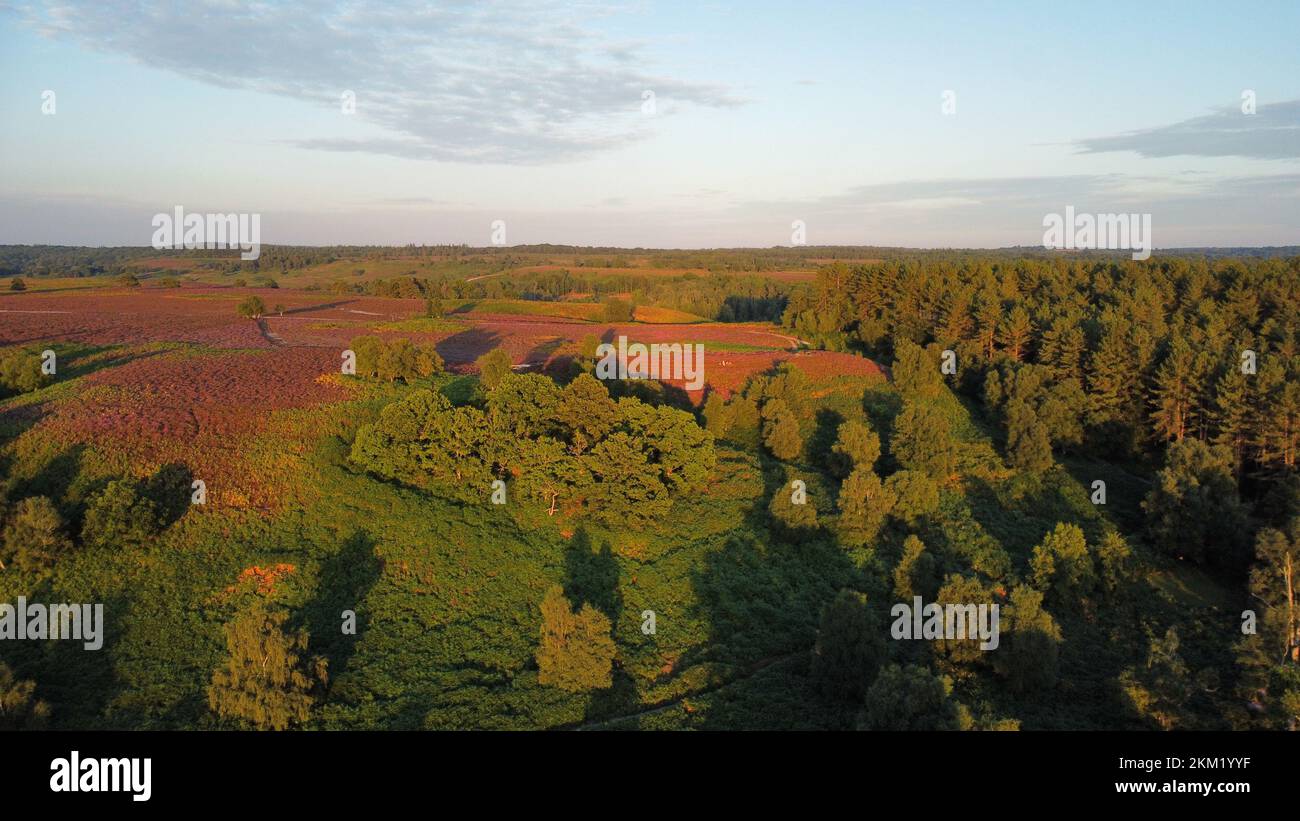 An aerial view of the beautiful nature of the New Forest in the evening ...