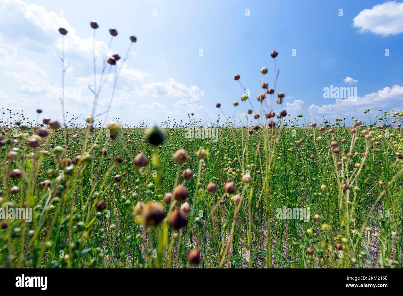 growing a flax crop to harvest seeds and straw for fabric making, an
