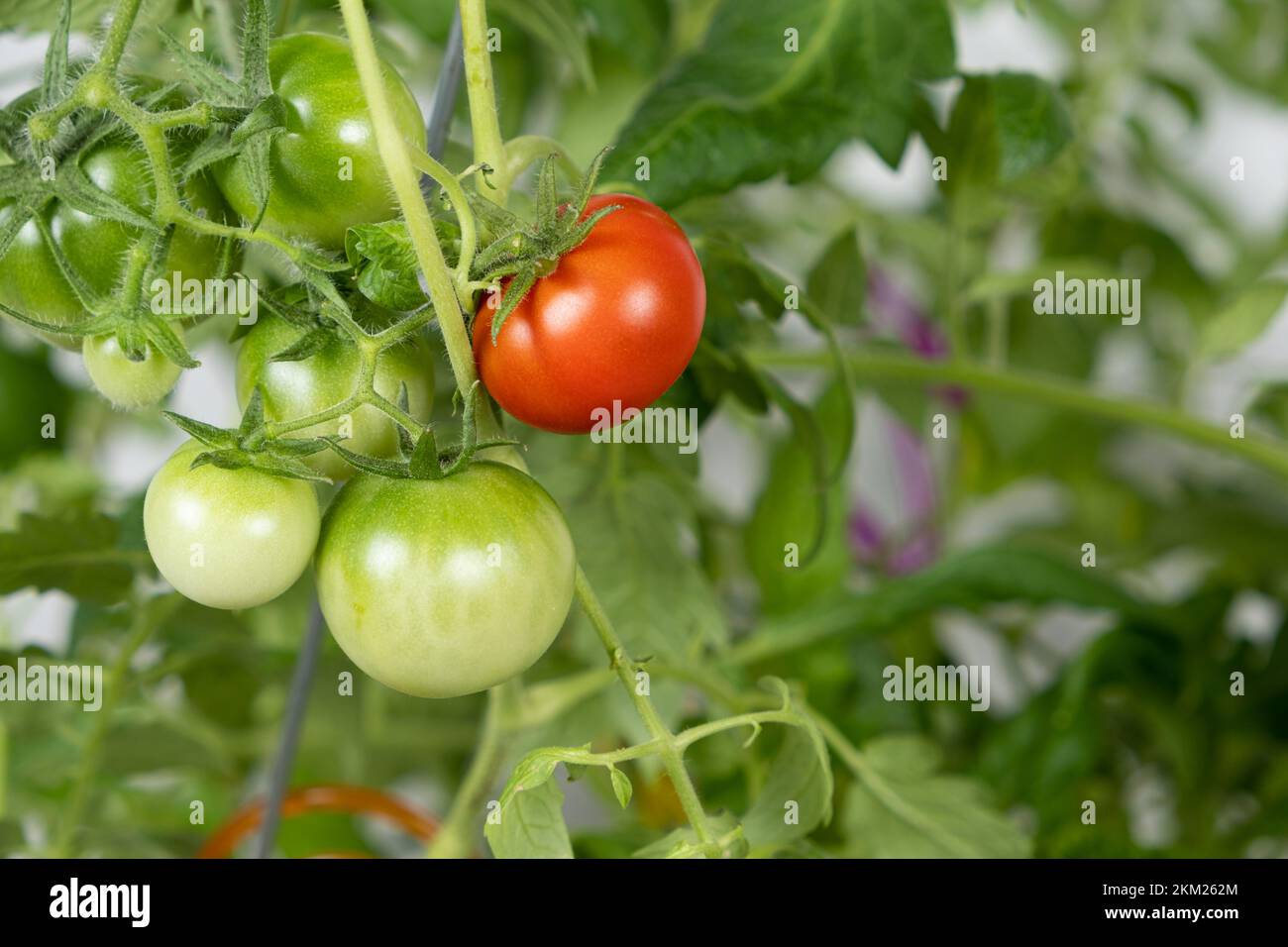 Growing tomatoes from seeds, step by step. Step 13 - ripe tomatoes Stock Photo