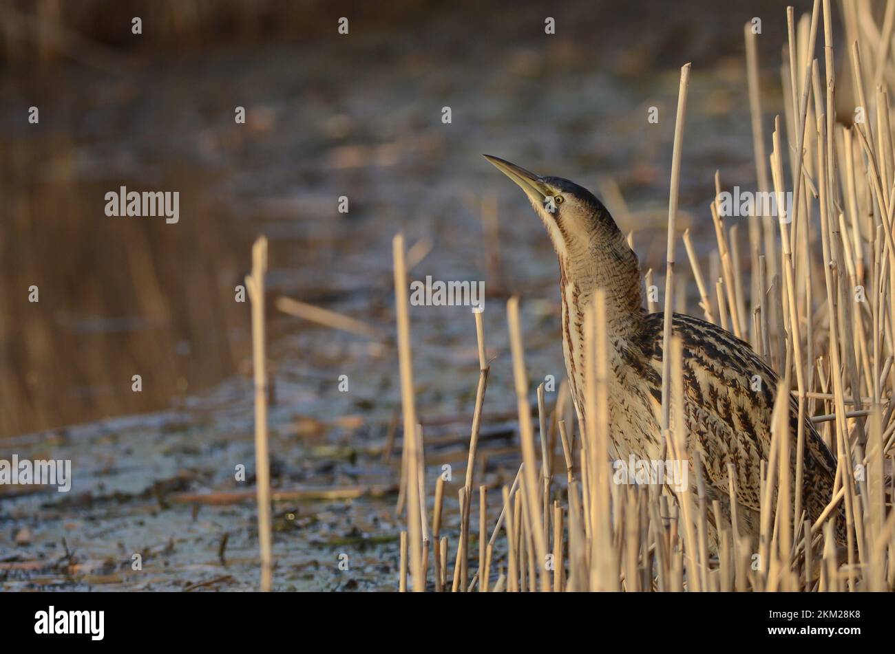 Great bittern (Botaurus stellaris) standing in reedsb. Stock Photo