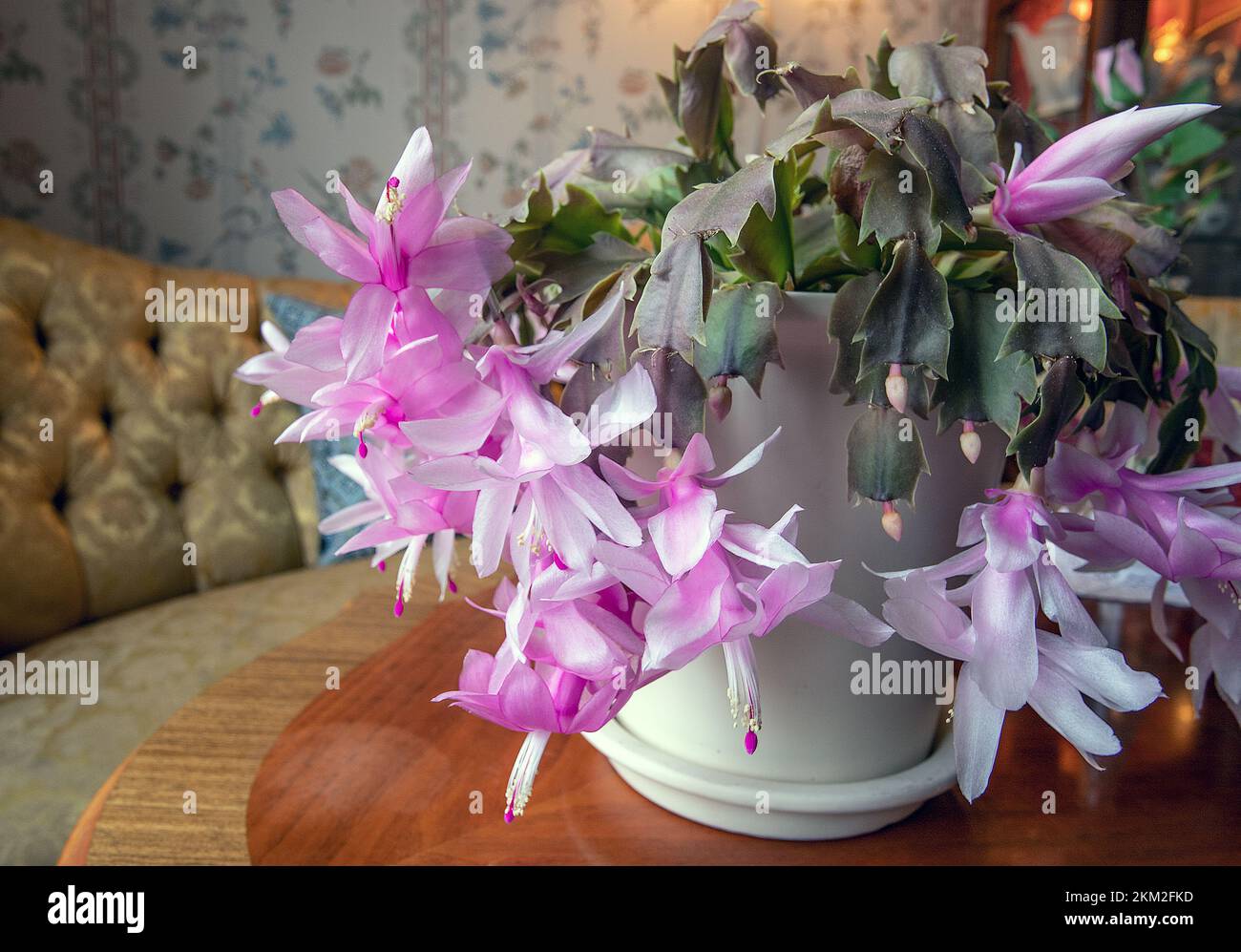 Christmas cactus flower Schlumbergera truncata Stock Photo