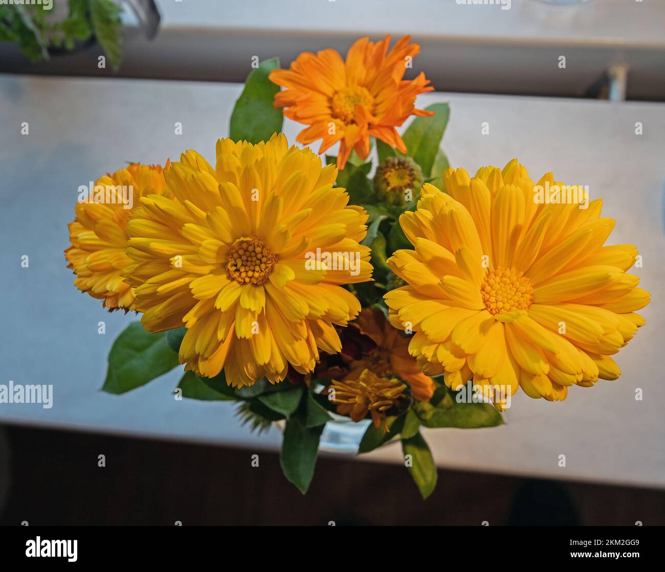 Orange and yellow blooms hi-res stock photography and images - Alamy