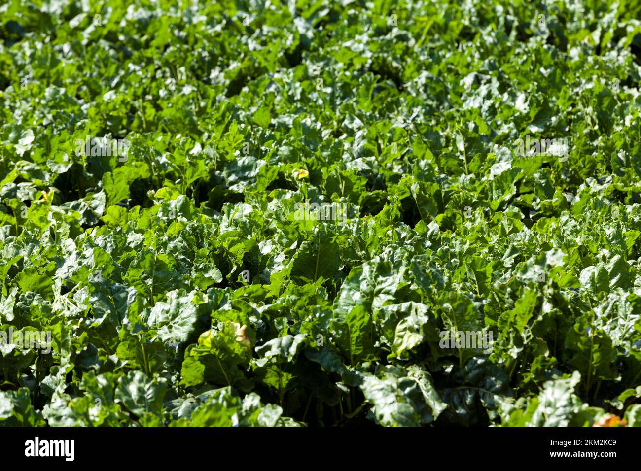 agricultural field with green beet tops, sugar beet cultivation for
