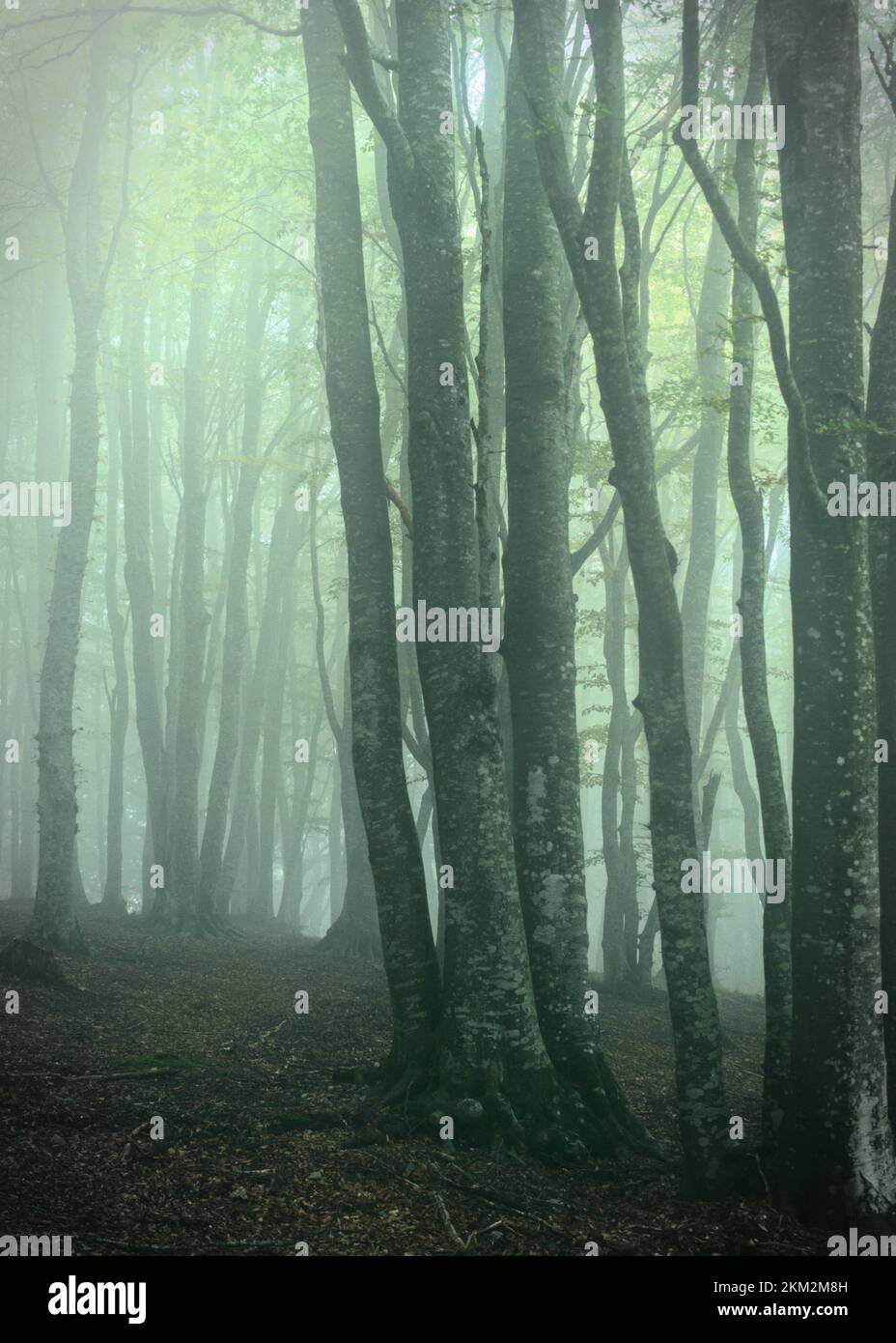 tree landscape in the mountain with fog. tree forest with fog. foggy day in the mountain in a scenic rural landscape. Stock Photo