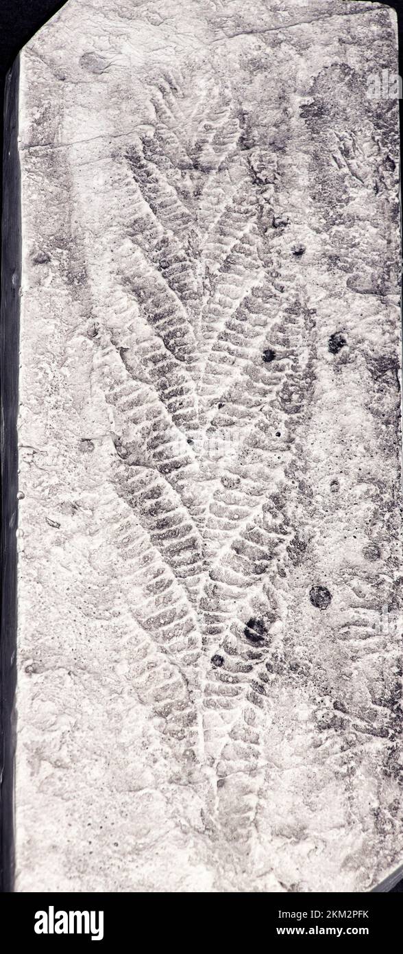 The first ever fossil found from the Precambrian Epoch. Charnia appears to resemble a fern but lived in deep marine environments with no sunlight Stock Photo
