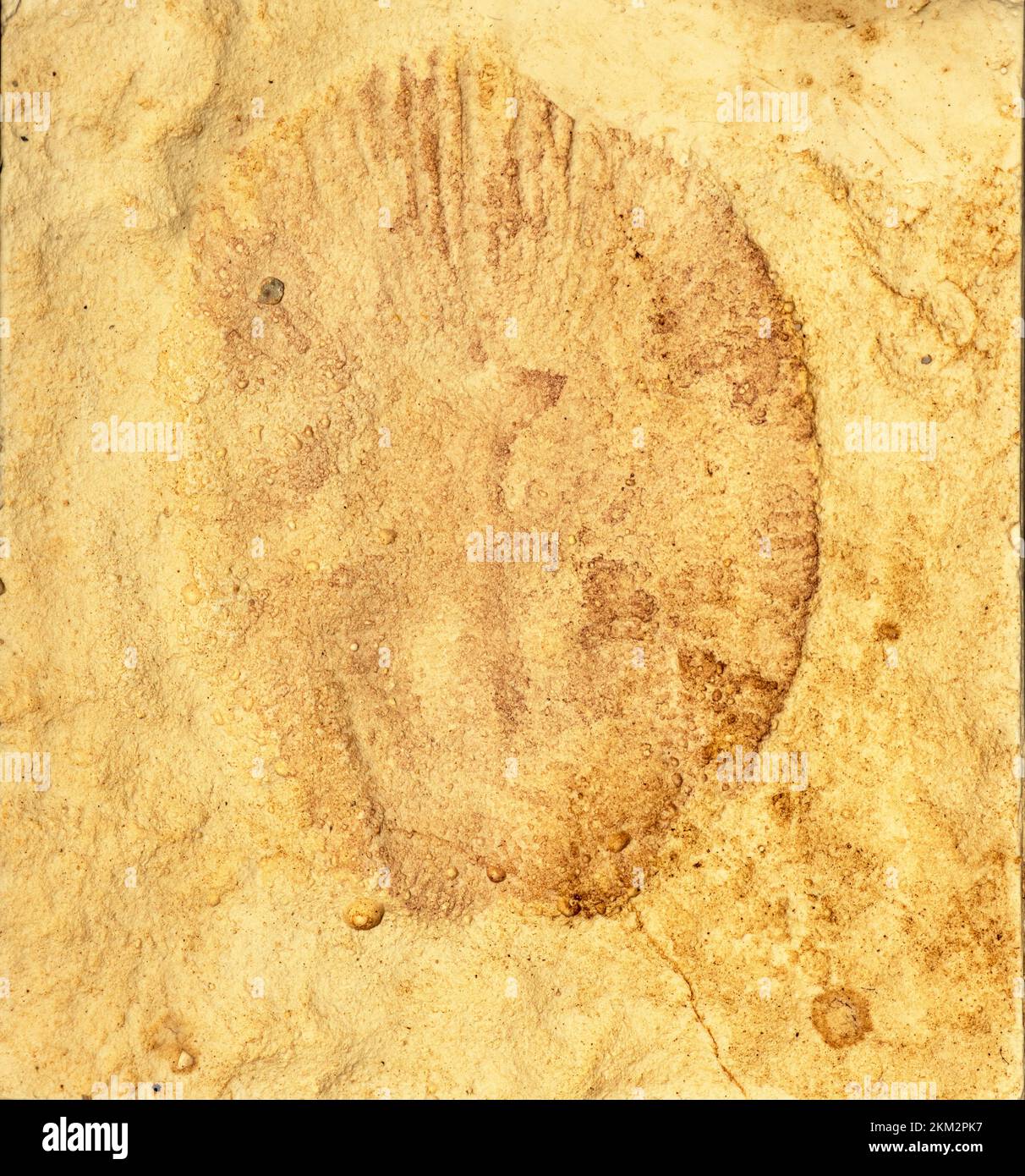 Dickinsonia is one of the earliest known forms of what is now recognised as animal life. Found in sites such as the Flinders Range in Australia Stock Photo