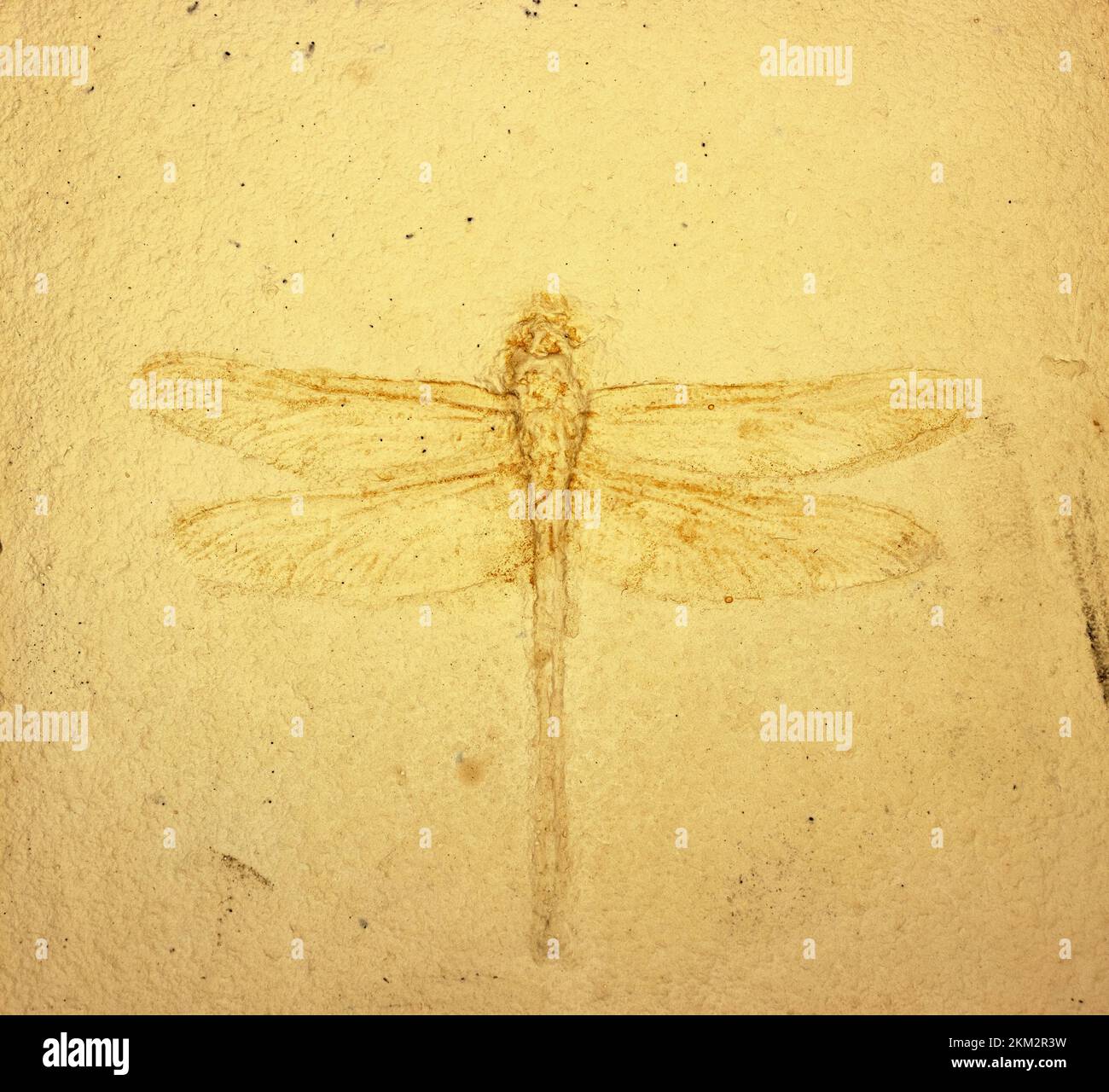 Fossil dragonfly insect wings hires stock photography and images Alamy