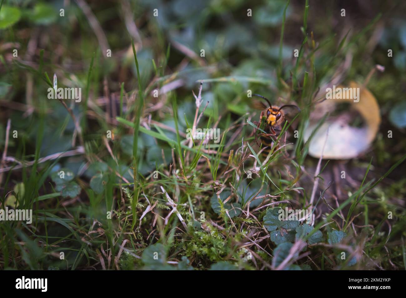 A yellow hornet sitting among the grass, hanging on a plant - Vespa ...
