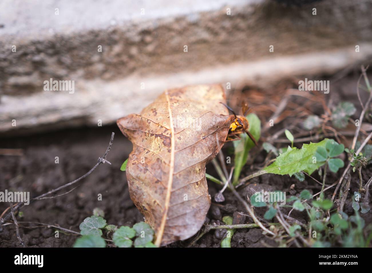 Yellow hornet perched among grass and autumn leaves, hanging on a plant ...