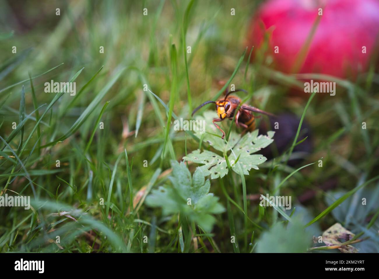 A yellow hornet sitting among the grass, hanging on a plant - Vespa ...