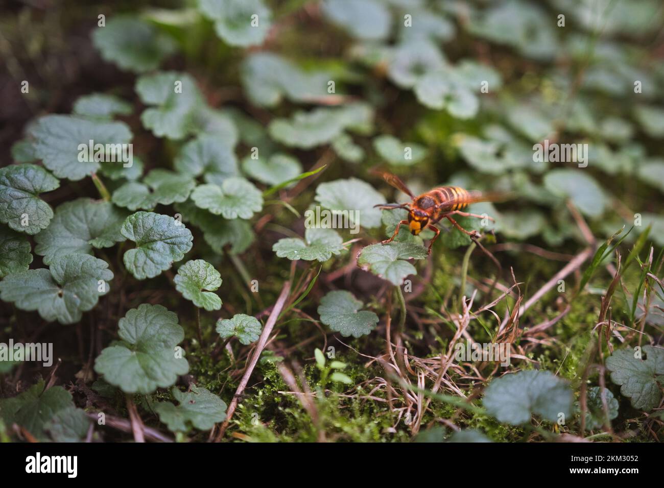 A yellow hornet sitting among the grass, hanging on a plant - Vespa ...