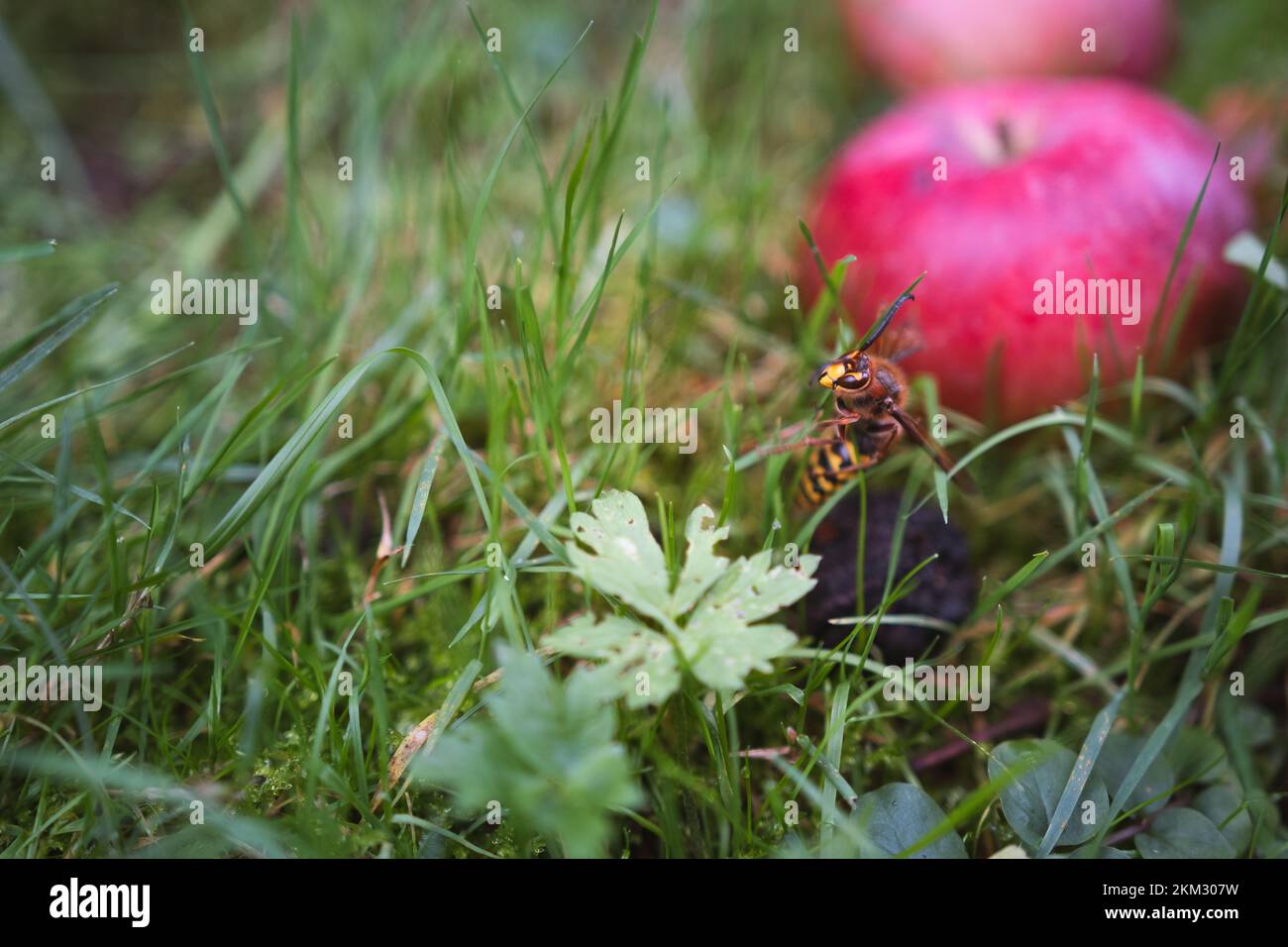 A yellow hornet sitting among the grass, hanging on a plant - Vespa ...