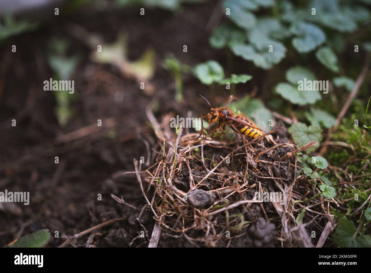 A yellow hornet sitting among the grass, hanging on a plant - Vespa ...