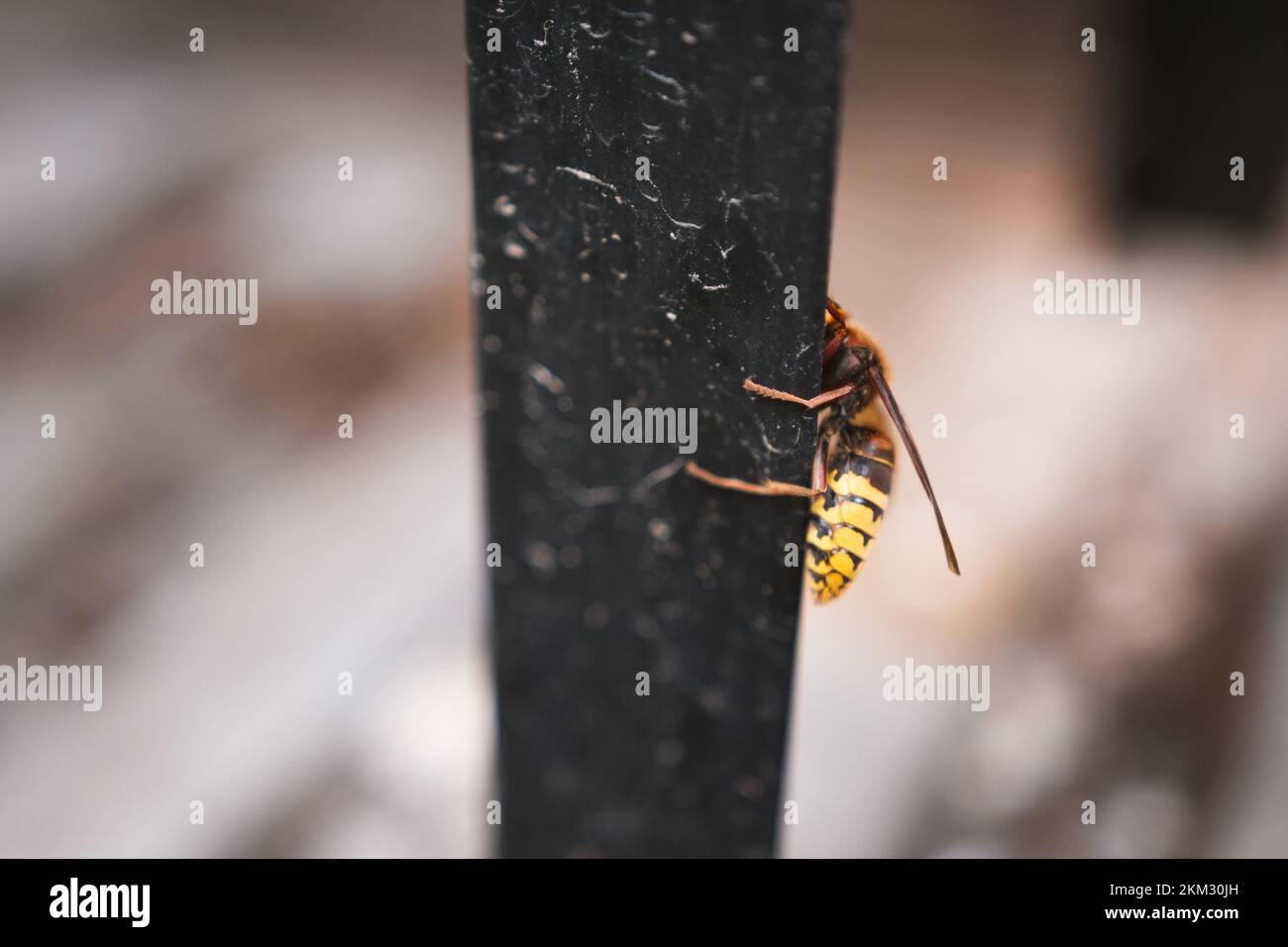 Hornet climbing a pole and a concrete tile - Vespa crabro - a large insect Stock Photo