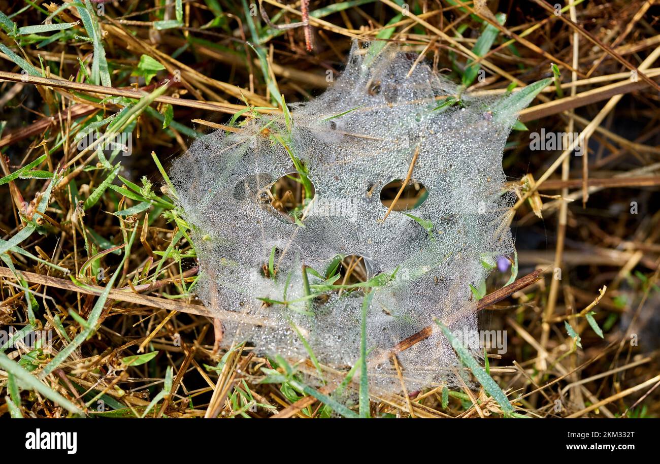 A spooky looking spider web with early morning dew drops. Stock Photo