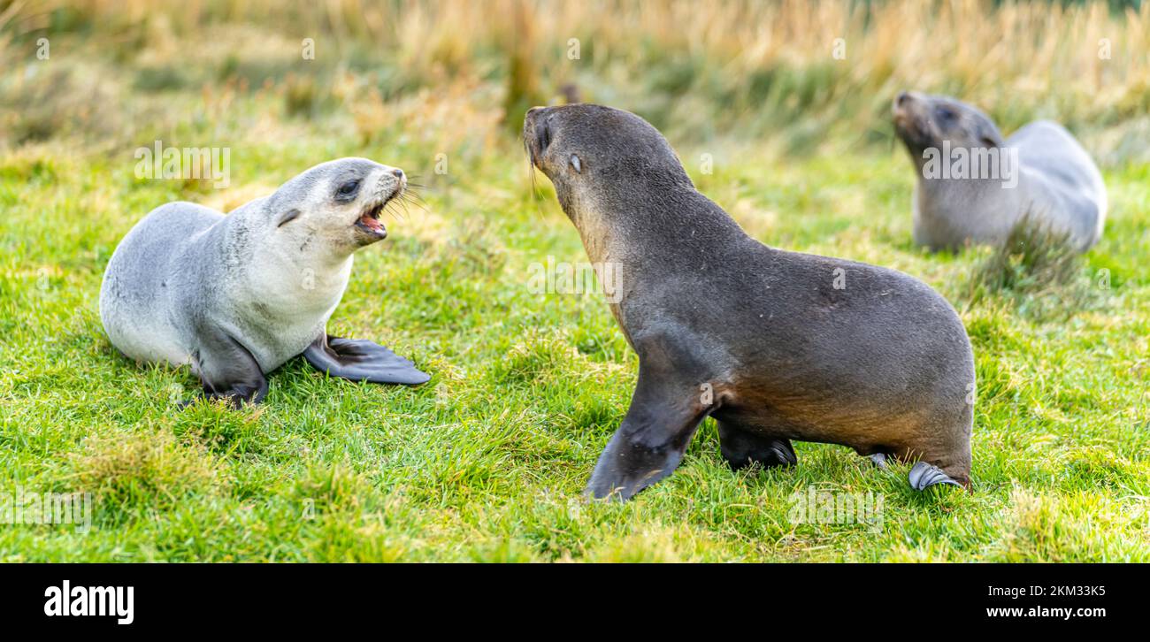 2 young pretty Antarctic fur seals Antarctic fur seal babies