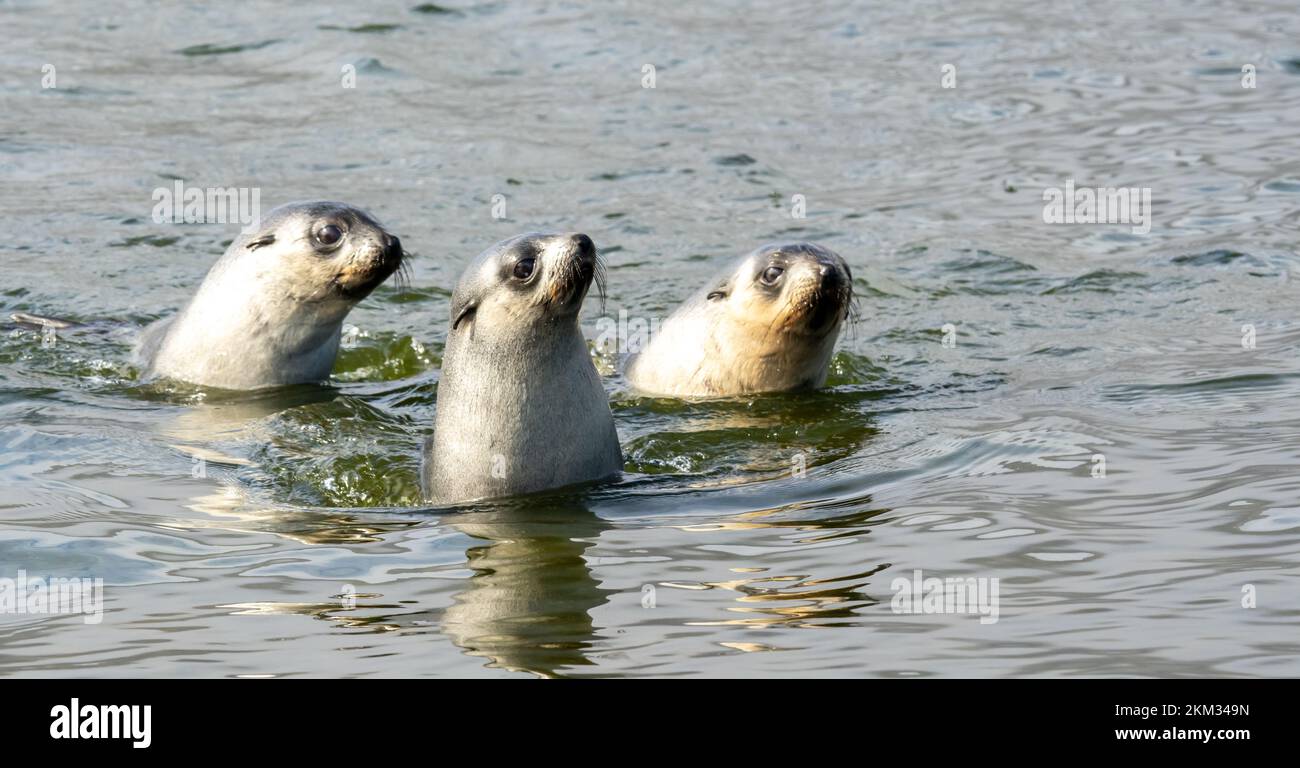3 young pretty Antarctic fur seals Antarctic fur seal babies