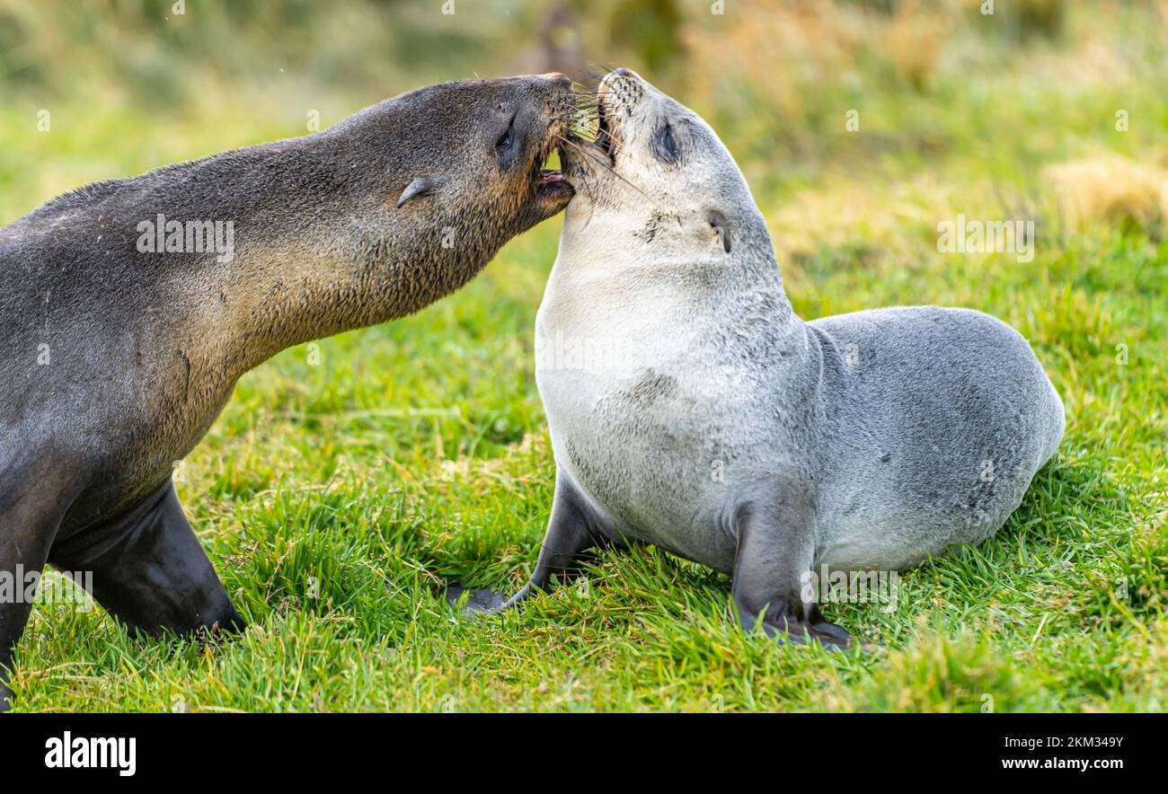 2 young pretty Antarctic fur seals Antarctic fur seal babies