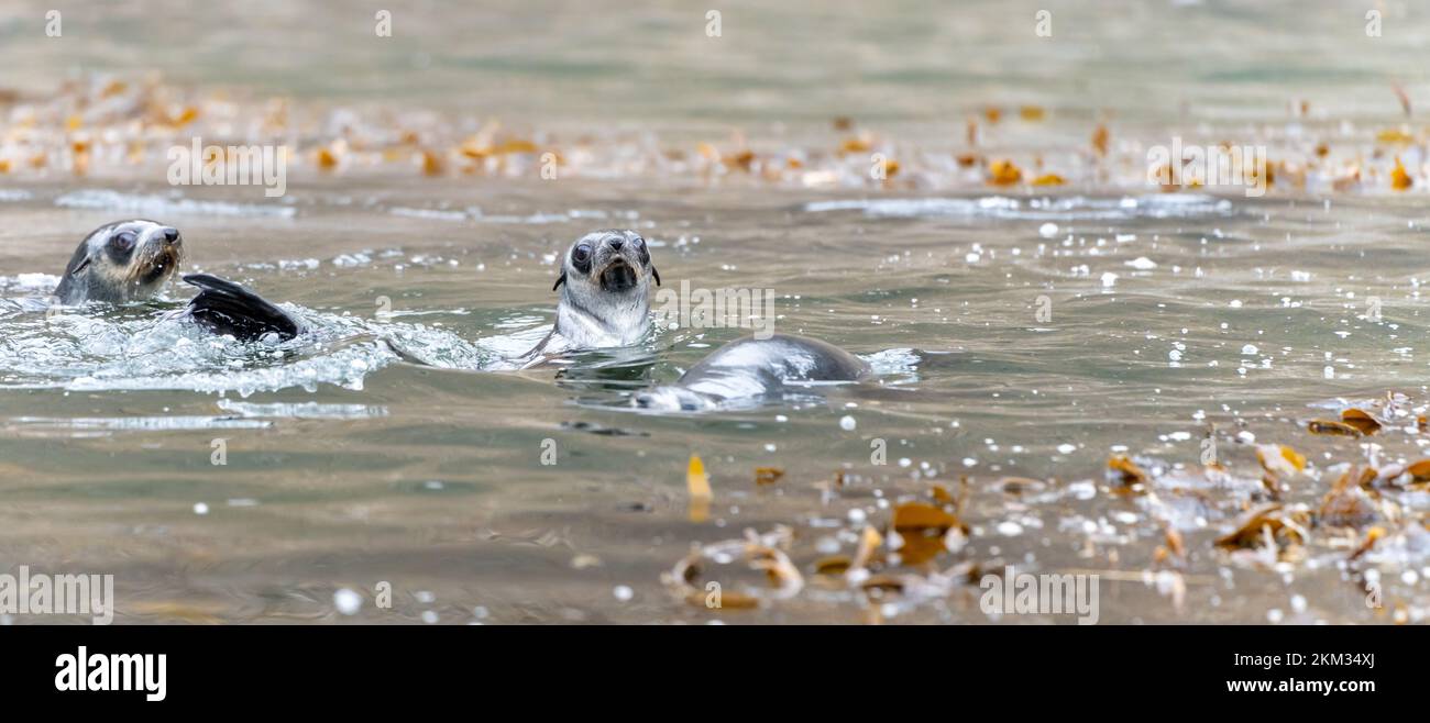 2 young pretty Antarctic fur seals Antarctic fur seal babies