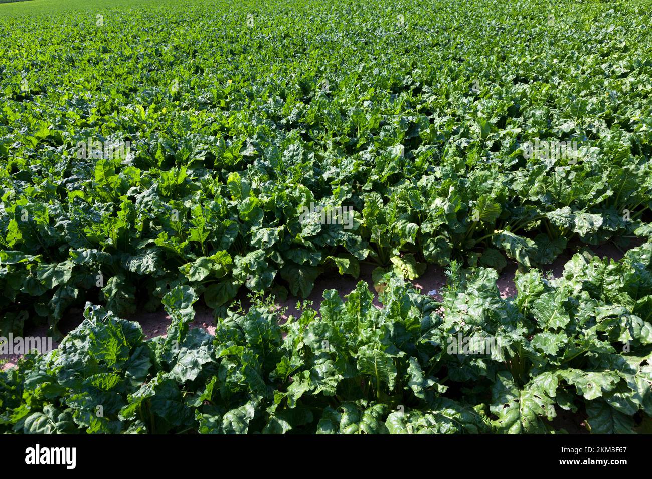 agricultural field with green beet tops, sugar beet cultivation for