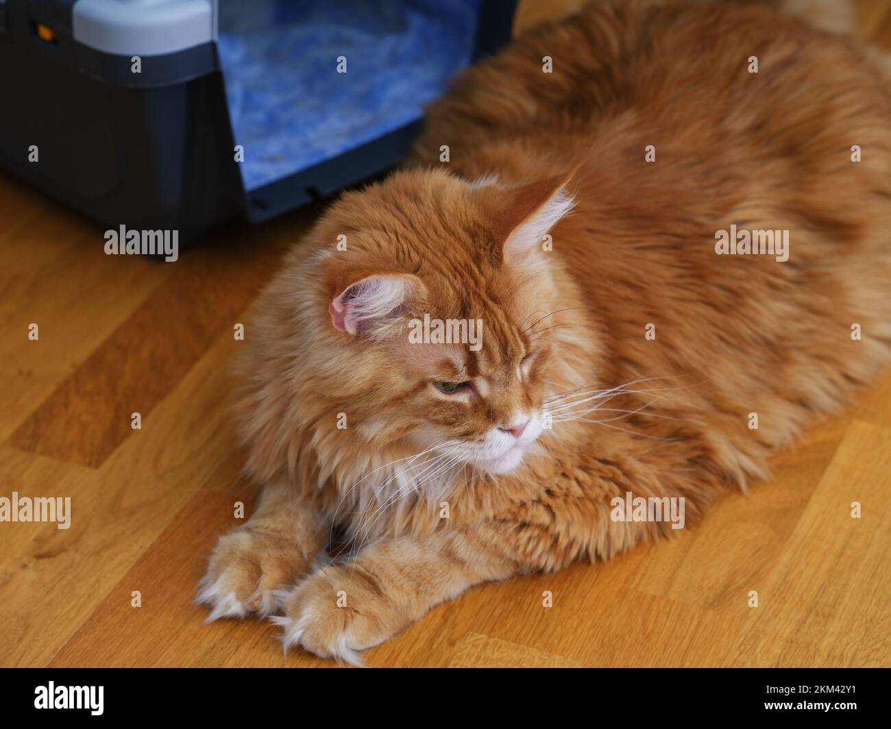 A red Maine coon cat lying in front of it's pet carrier. Close up. Stock Photo