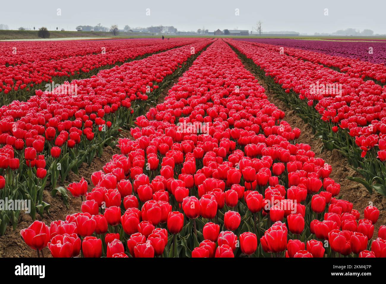 A field with beautiful fragrant red tulips Stock Photo - Alamy