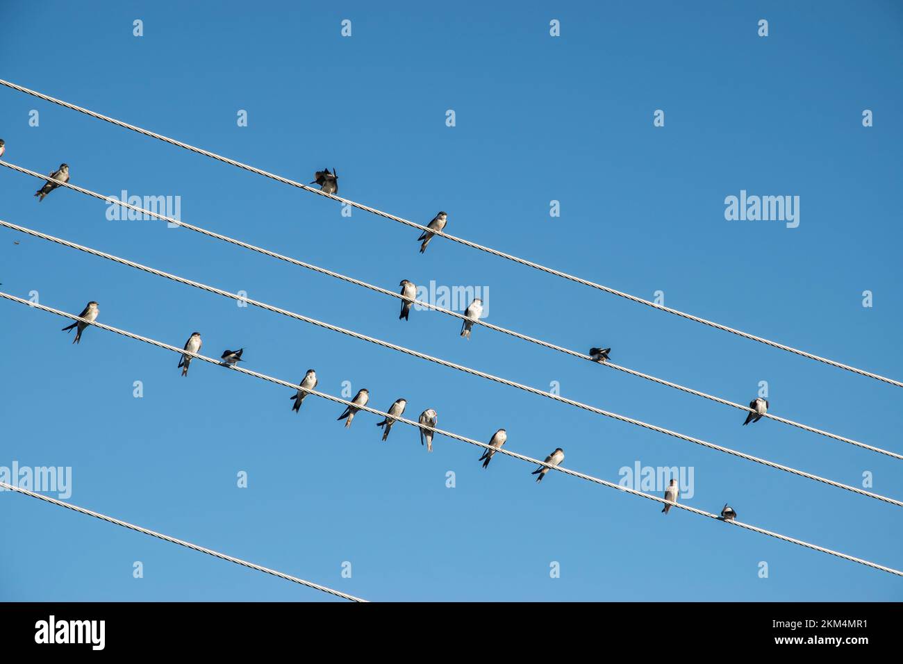 Swallows perched on electric pole wires on blue sky background Stock ...