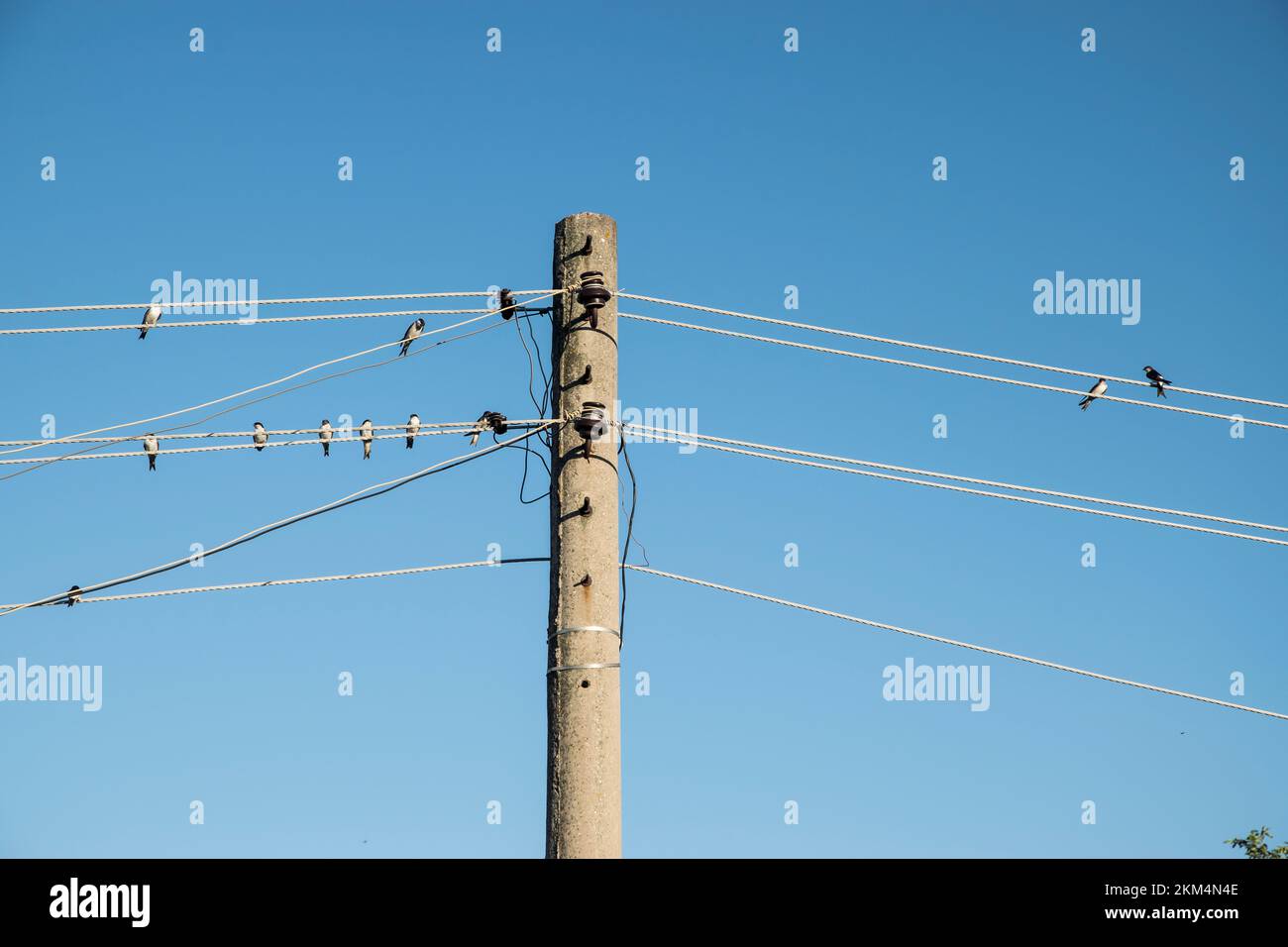 Swallows perched on electric pole wires on blue sky background Stock ...