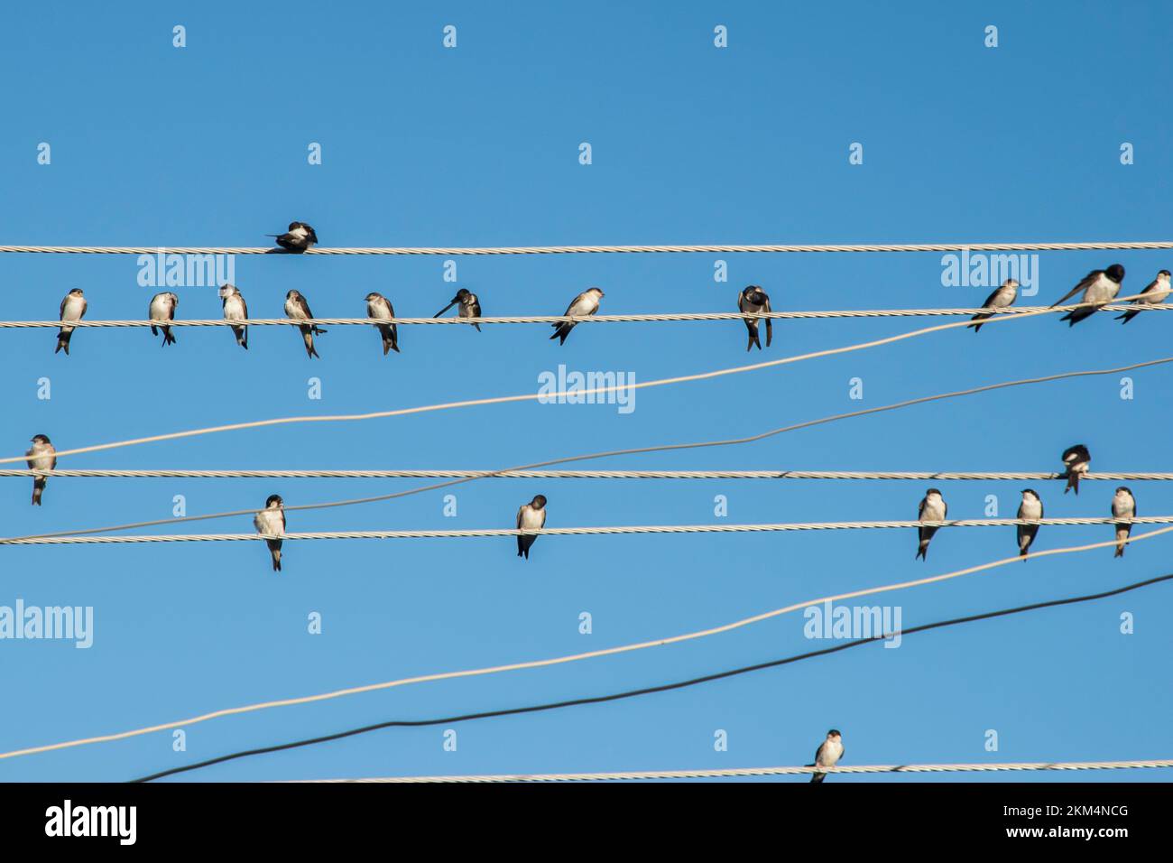 Swallows perched on electric pole wires on blue sky background Stock ...
