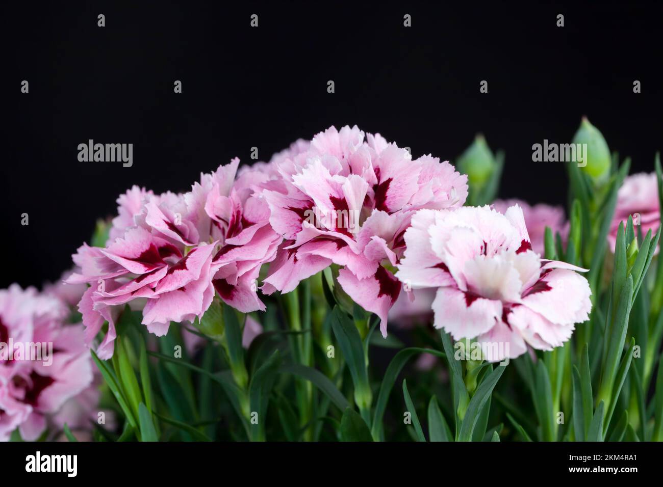 beautiful flower of decorative carnation, a small bouquet of beautiful carnation flowers in the
