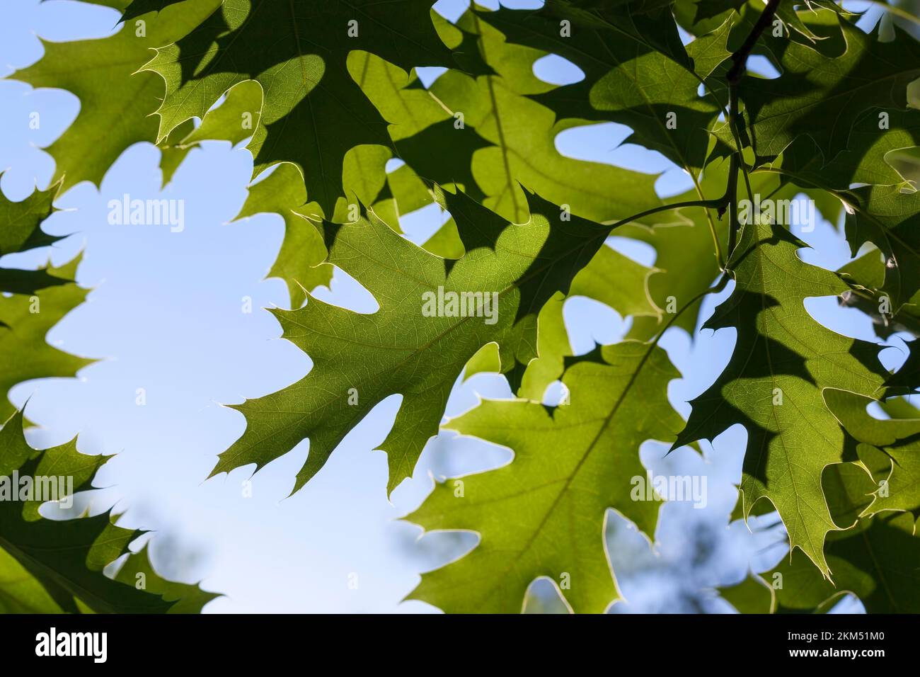 beautiful young foliage of green trees,foliage of a tree in the summer ...