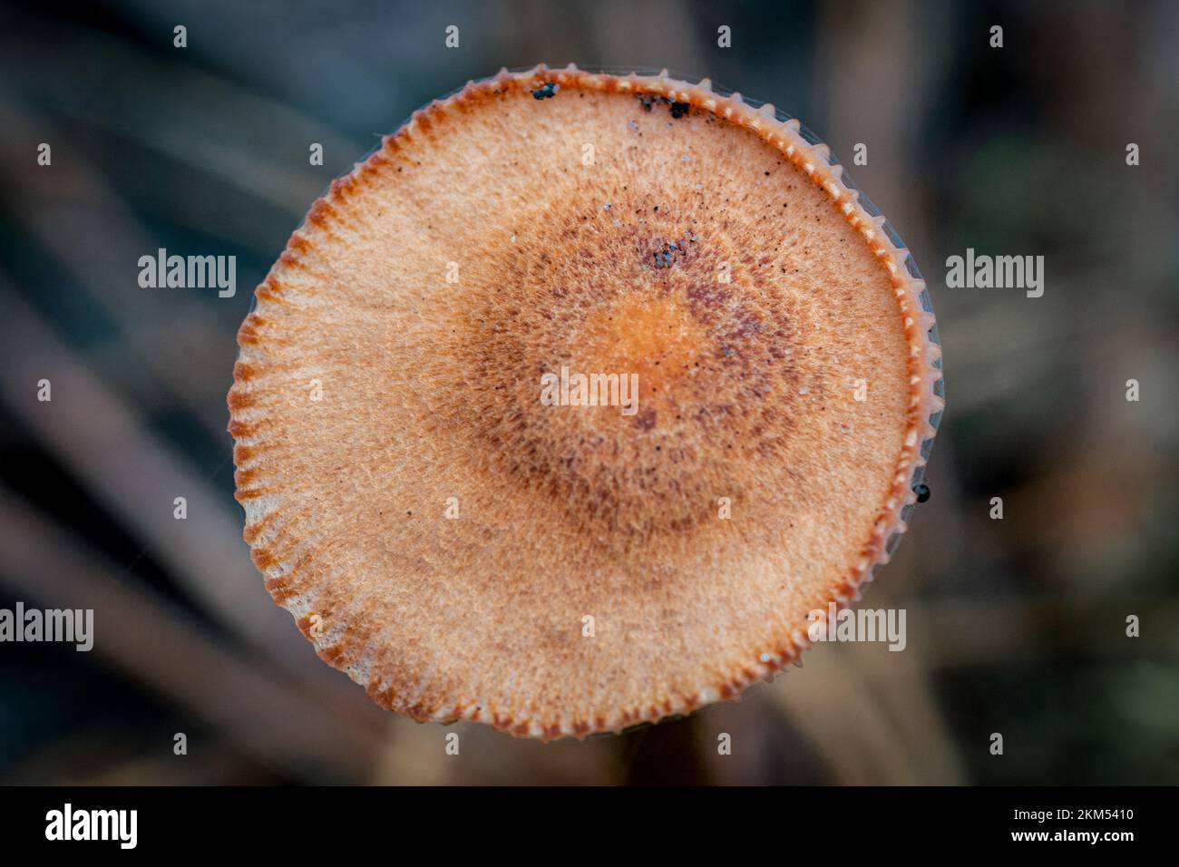 Detailed macro shot of a brown mushroom cap Stock Photo